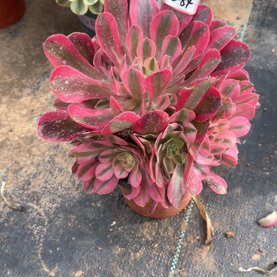 13-84女巫多肉植物