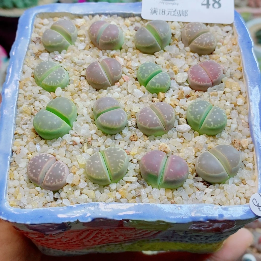 生石花花哈哈哈哈48