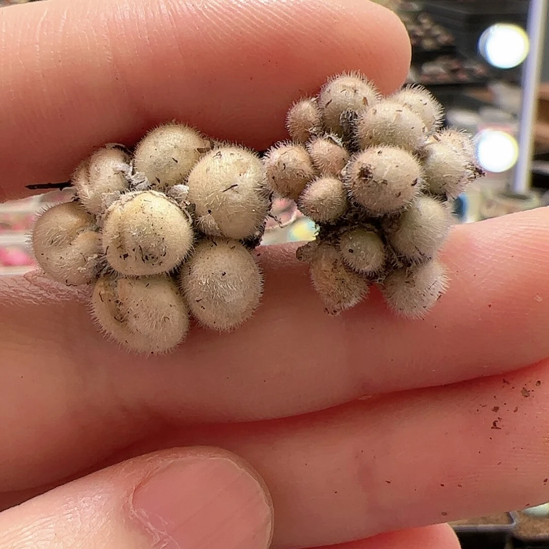 【闪购商品】3  开播福利