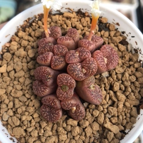多肉肉锥 紫红鸟哈尼
