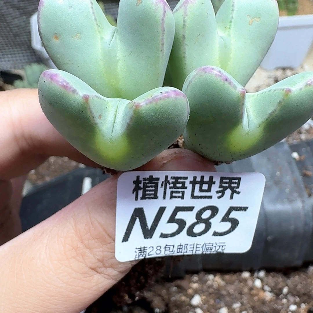 多肉植物的润泽法v