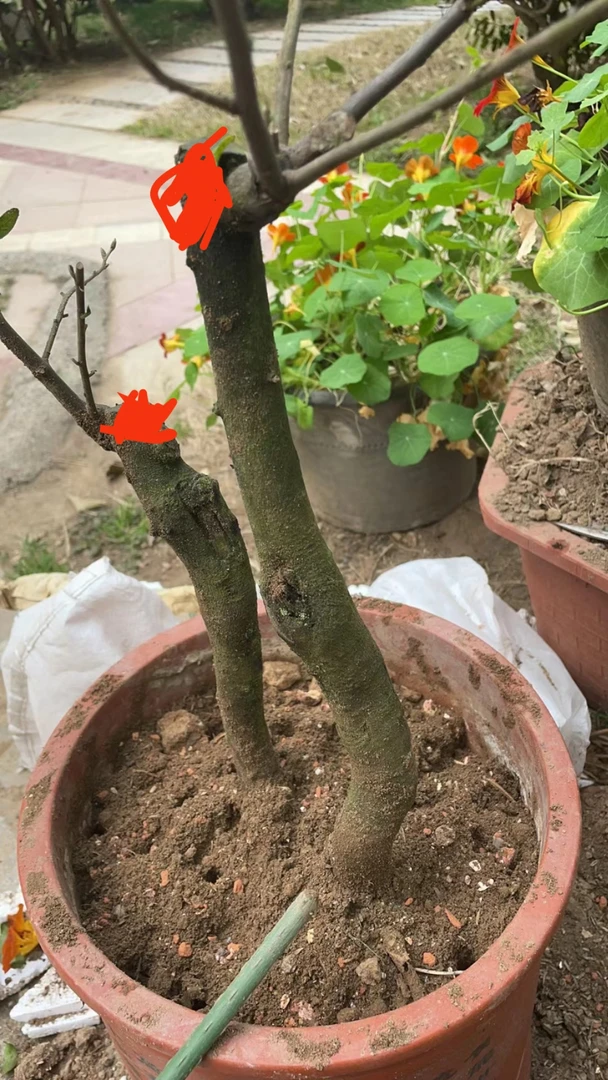 金弹子盆景树材，适应阳台，办公室，庭院，盆景