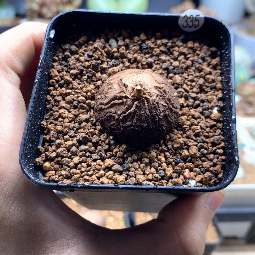 福利南非龟甲龙带盆发货