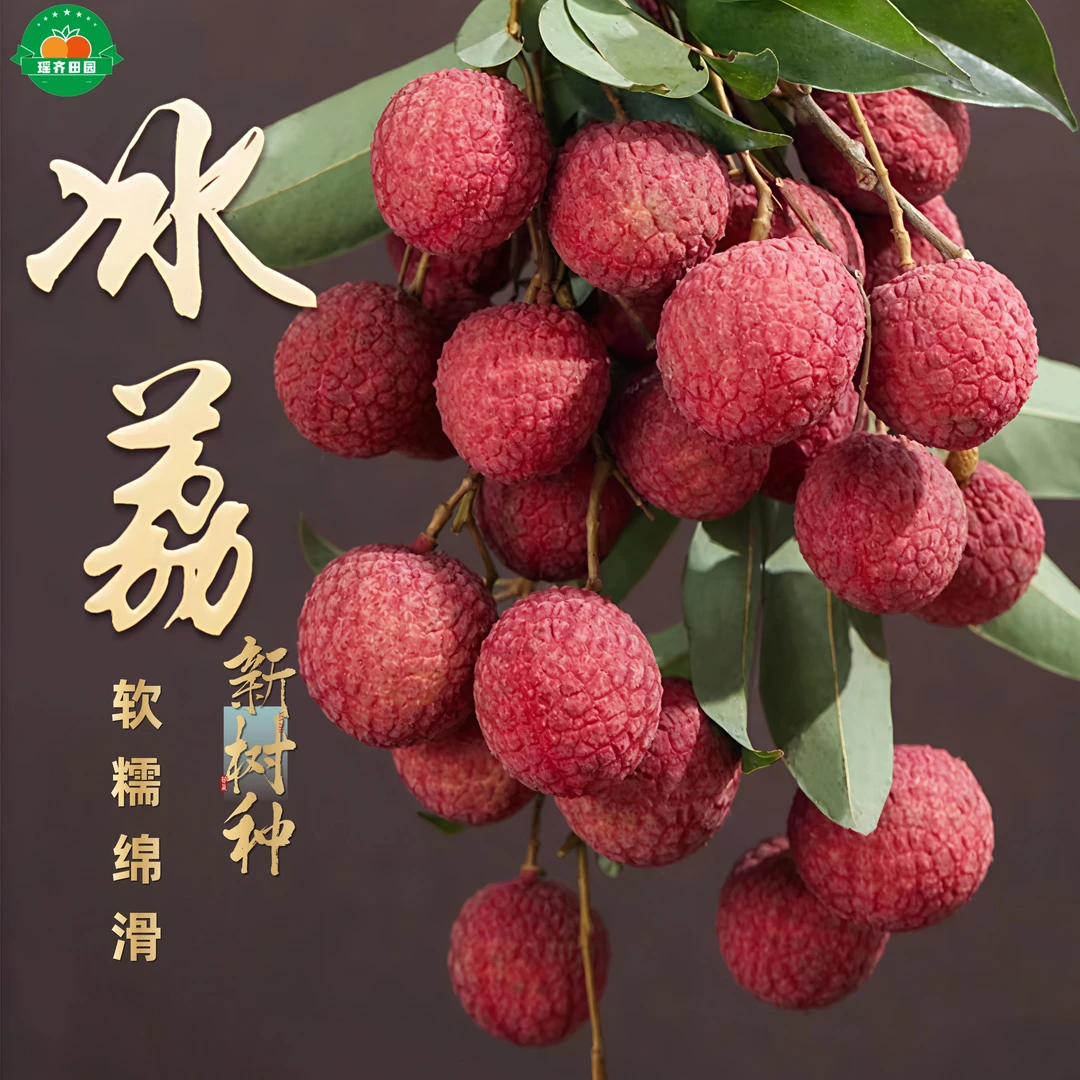 【冰荔】广东冰荔荔枝新树种正宗品质·顺丰速运·入口即化！