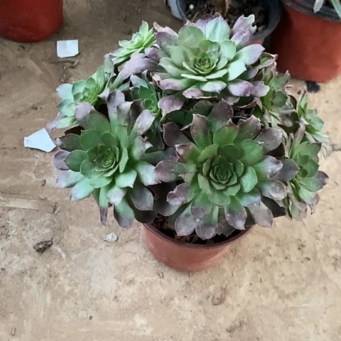 黑墨玫瑰玫瑰玫瑰