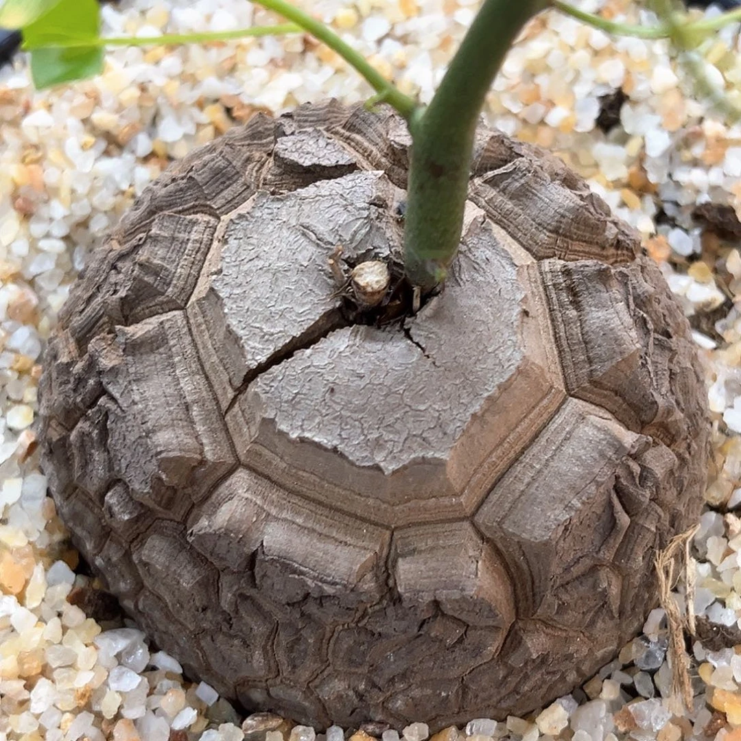 潮流植物 龟甲龙 大天眼