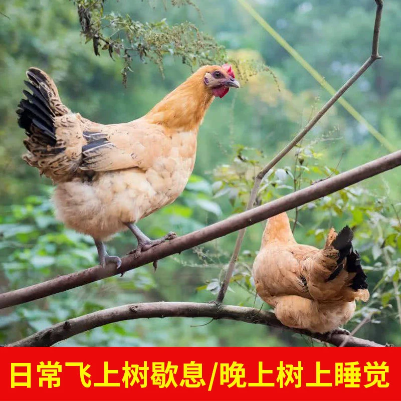 正宗农家散养老母鸡土鸡散养鸡走地鸡笨鸡月子鸡