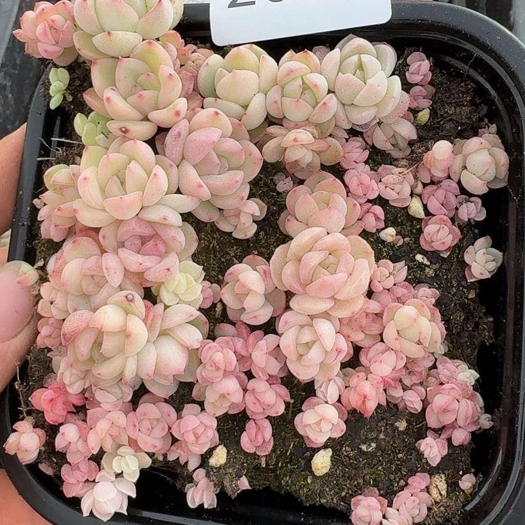 杂交新品珍妮多肉2030