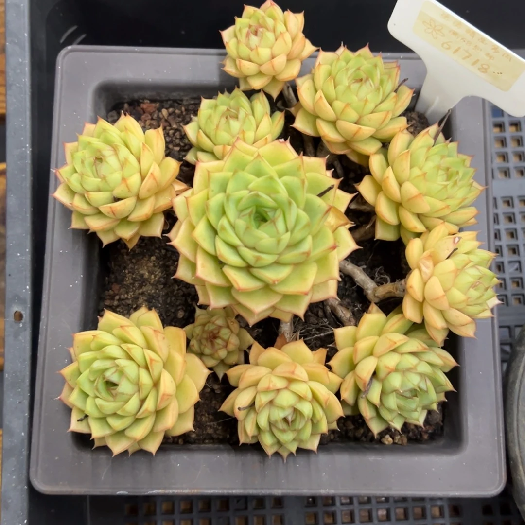 张张精品多肉豆蔻巴黎