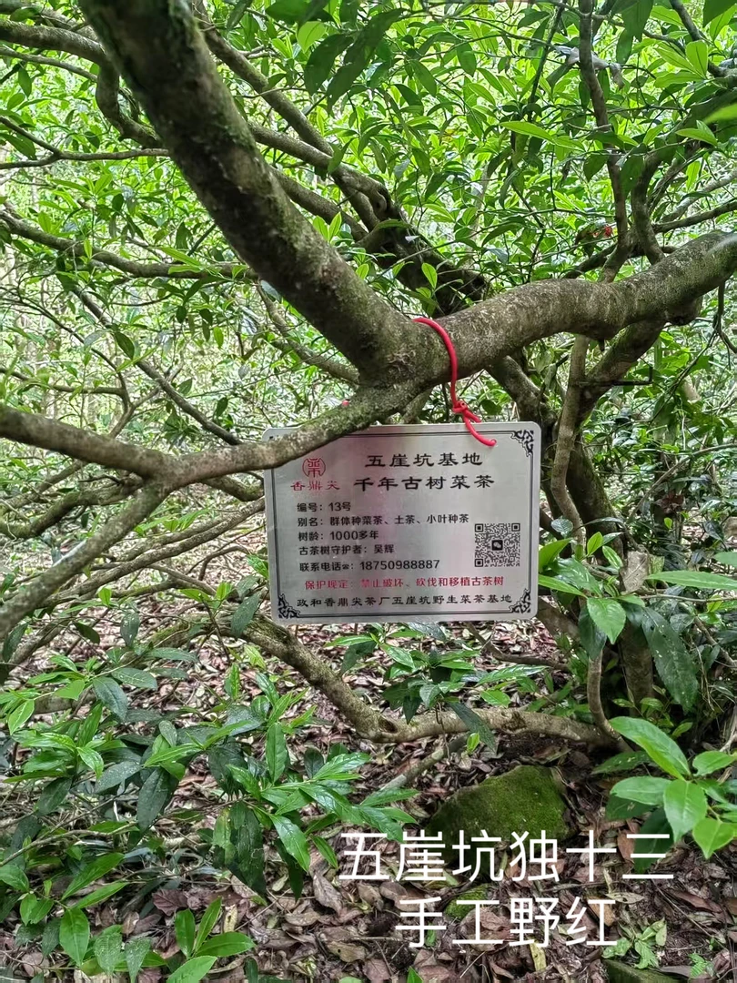 【五崖坑古树单珠手工野红】 2025年锦屏高山野生小菜茶