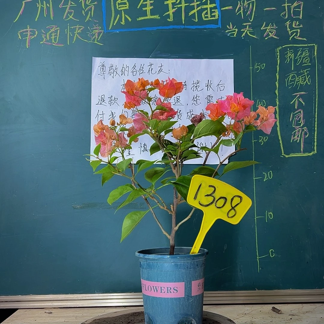 当前无花栽培后可以开花波伊斯玫瑰 1308