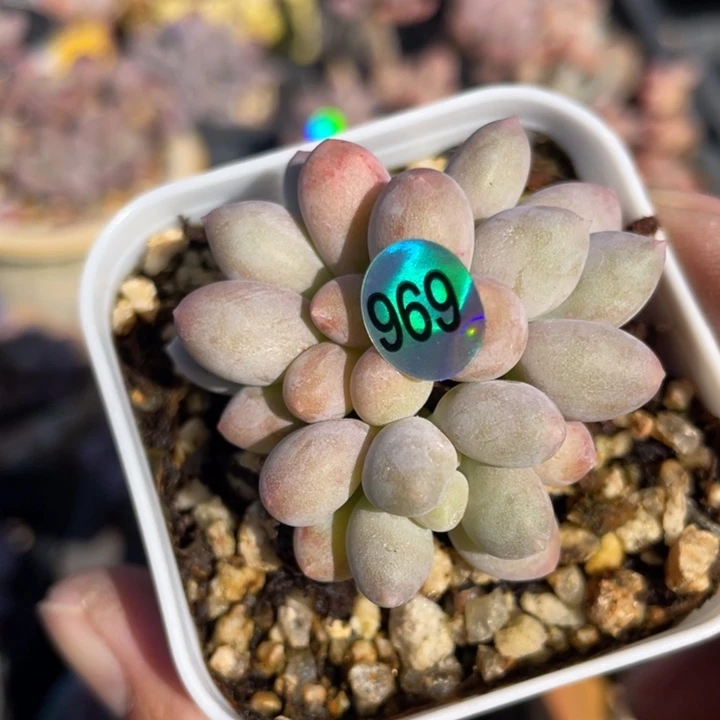 溜溜球多肉植物啊