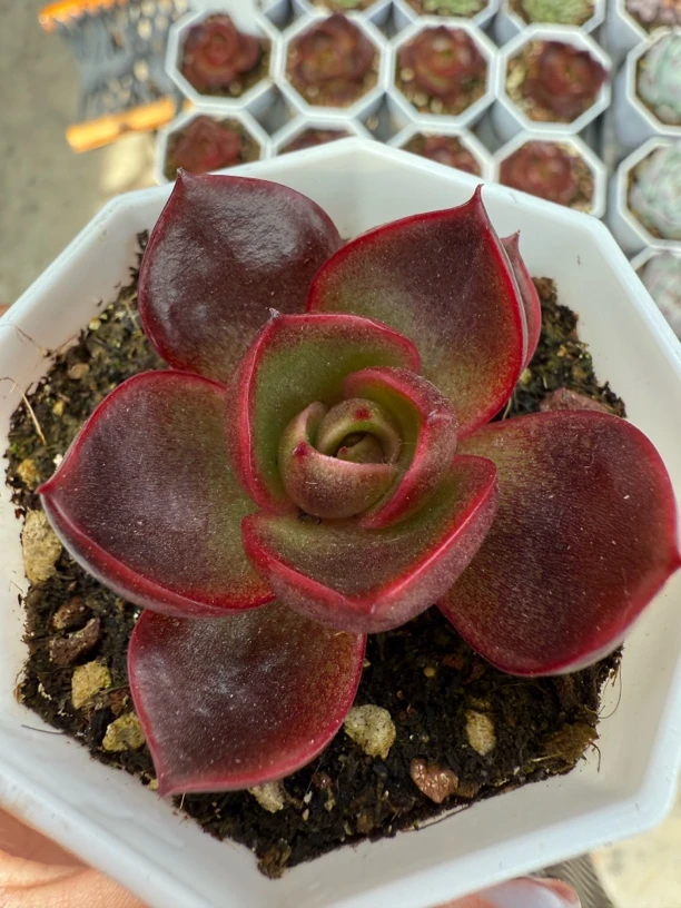 精品红灯多肉植物