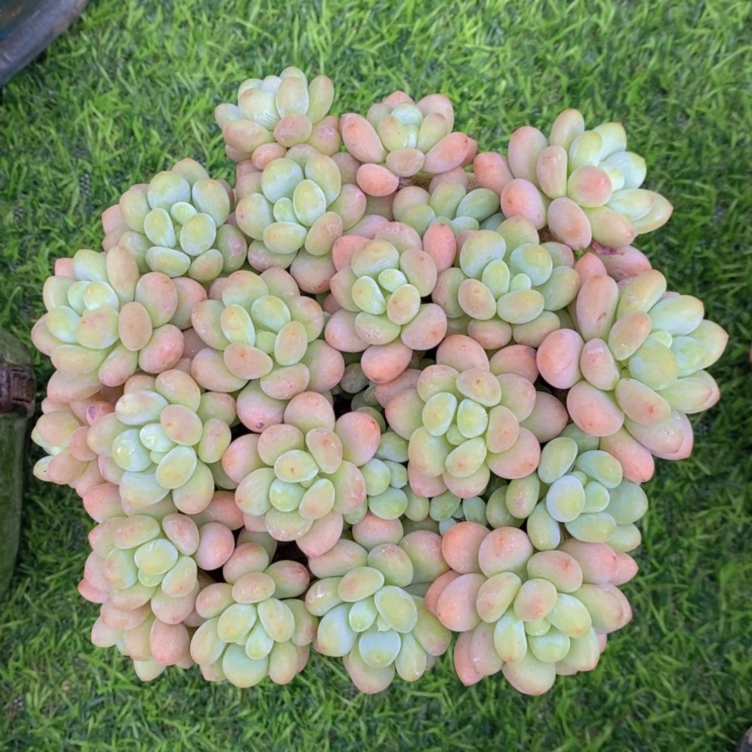 鱼子酱 一物一拍