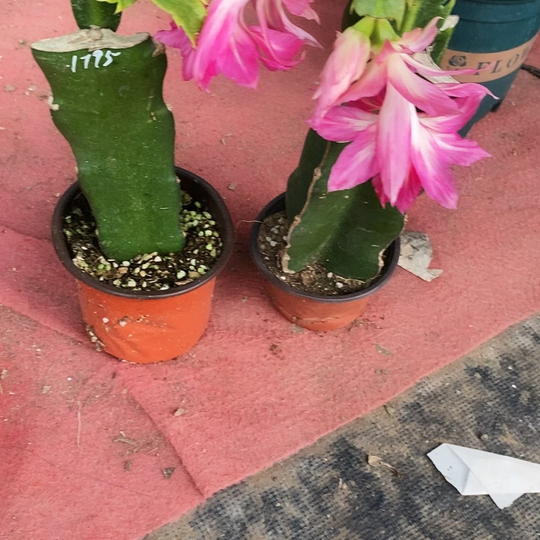 雪***涯无花朵福利款三件