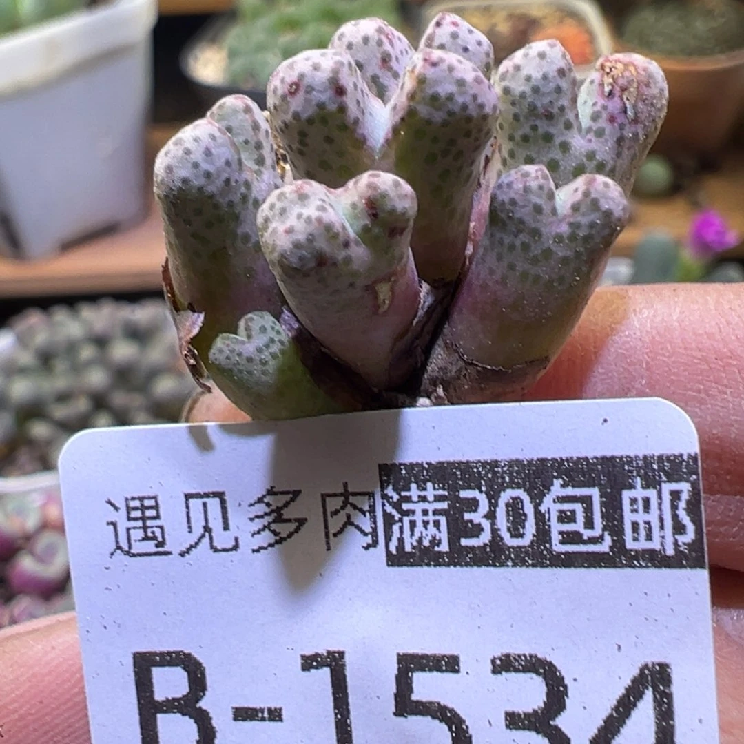 多肉植物111111111111