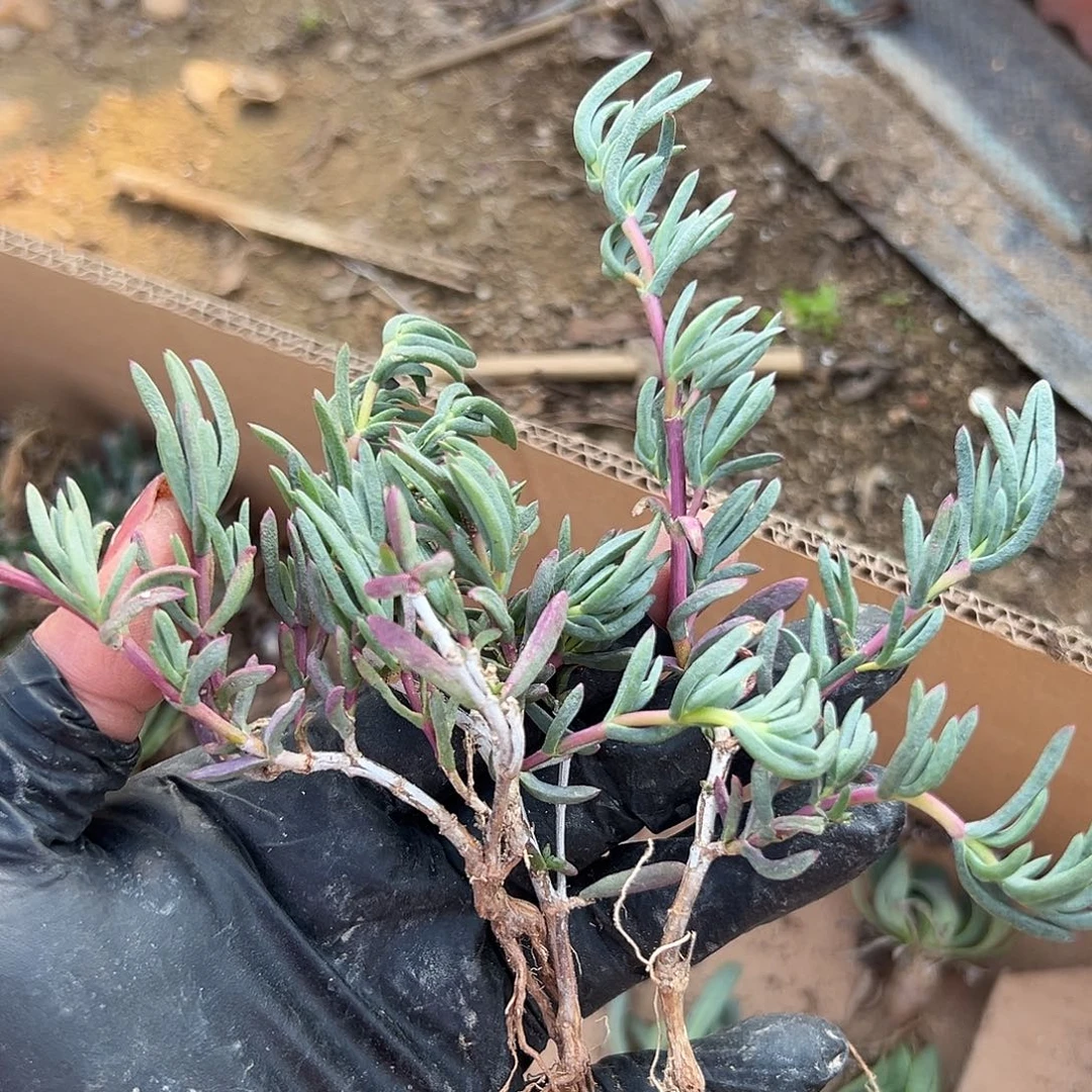 多肉植物龙须海棠