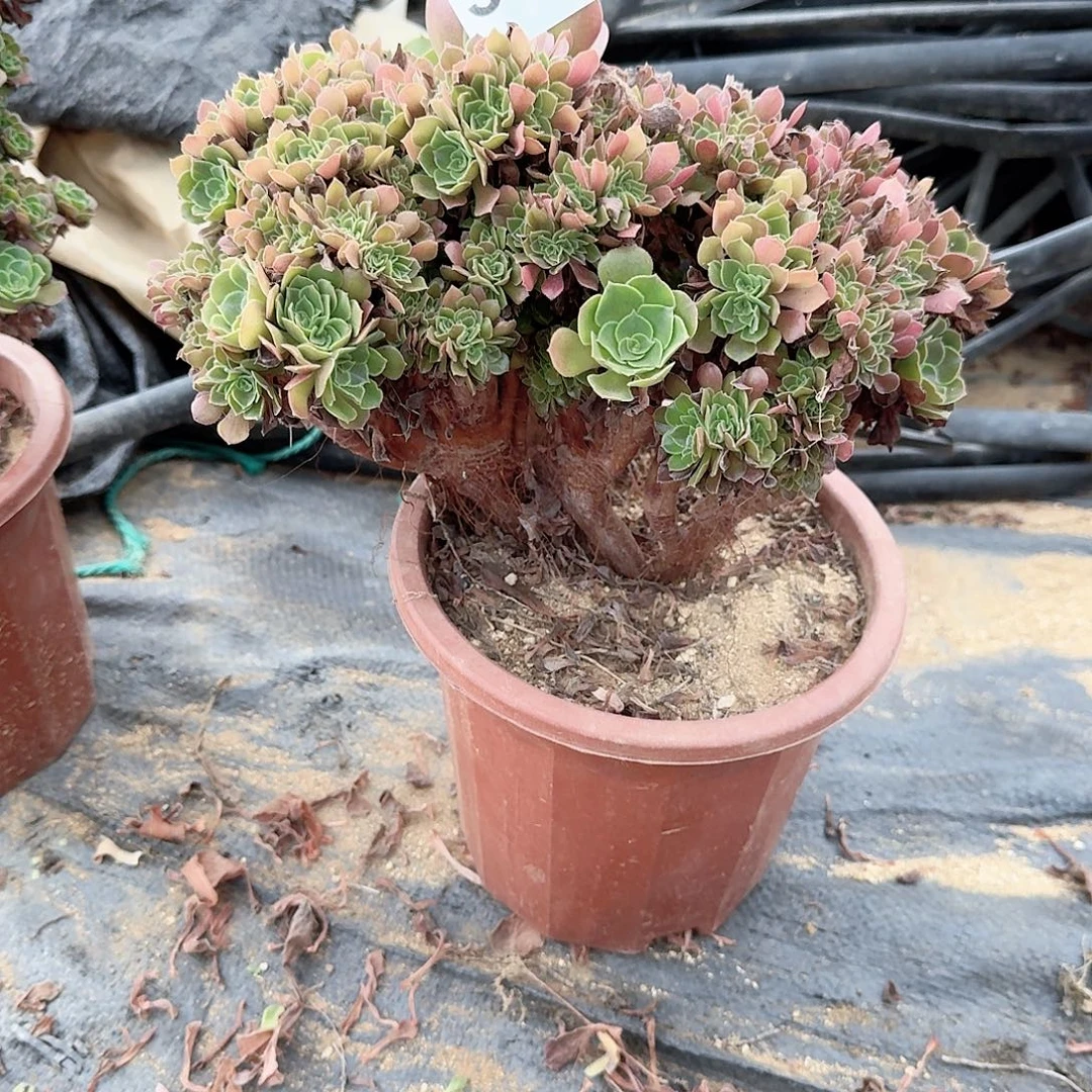 544火玫瑰朵朵一颗满28包邮