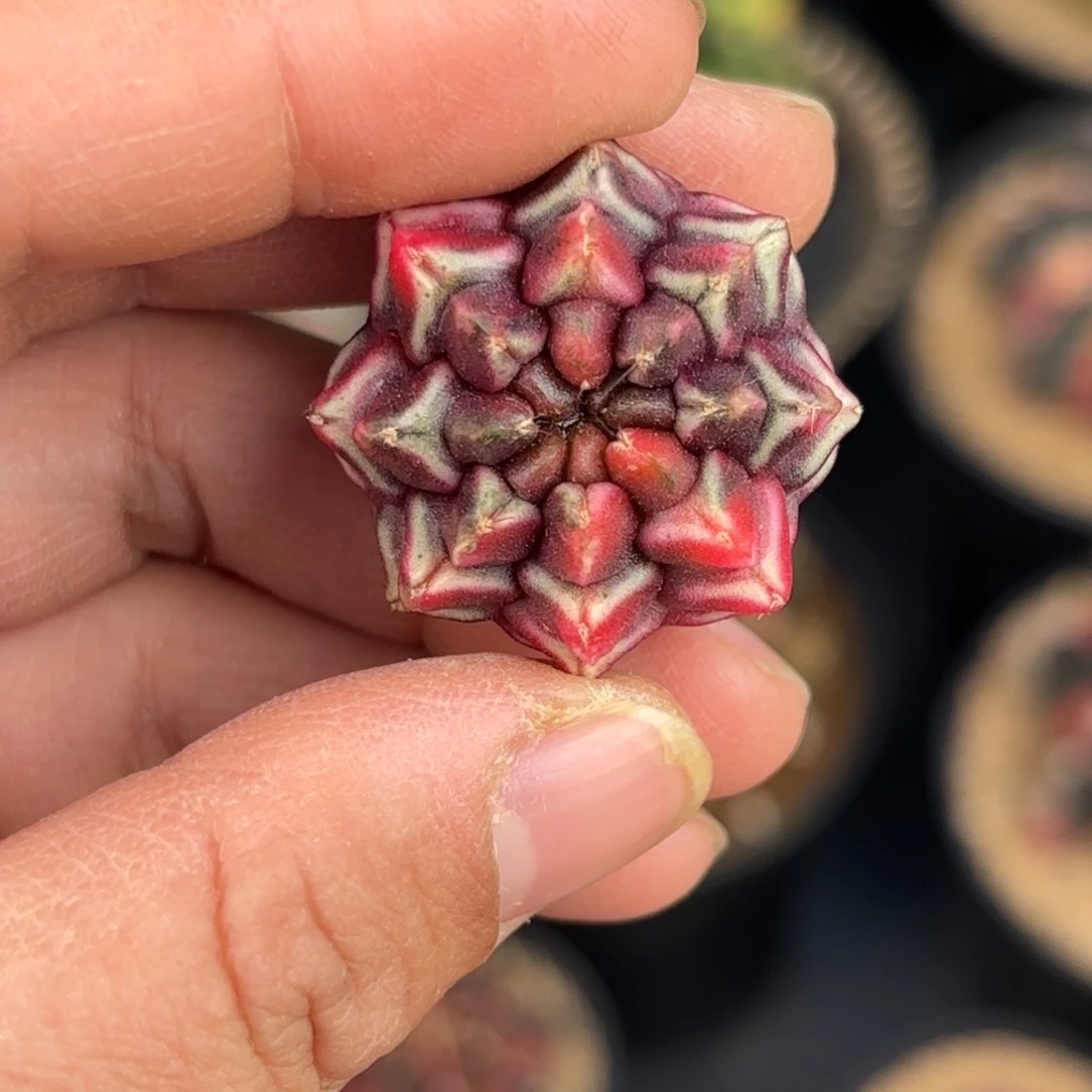 泰系米哈实生梦想锦520