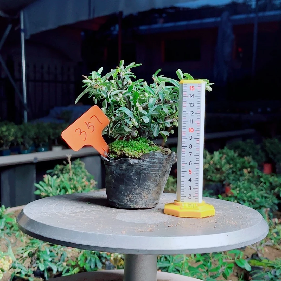 八***薰无花朵火棘吉祥果素材桩