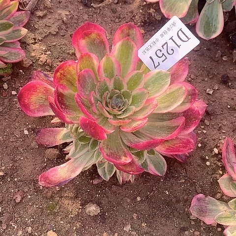 1257云荷多肉法师