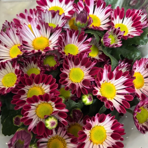 紫云间 小雏菊9支+1支损耗