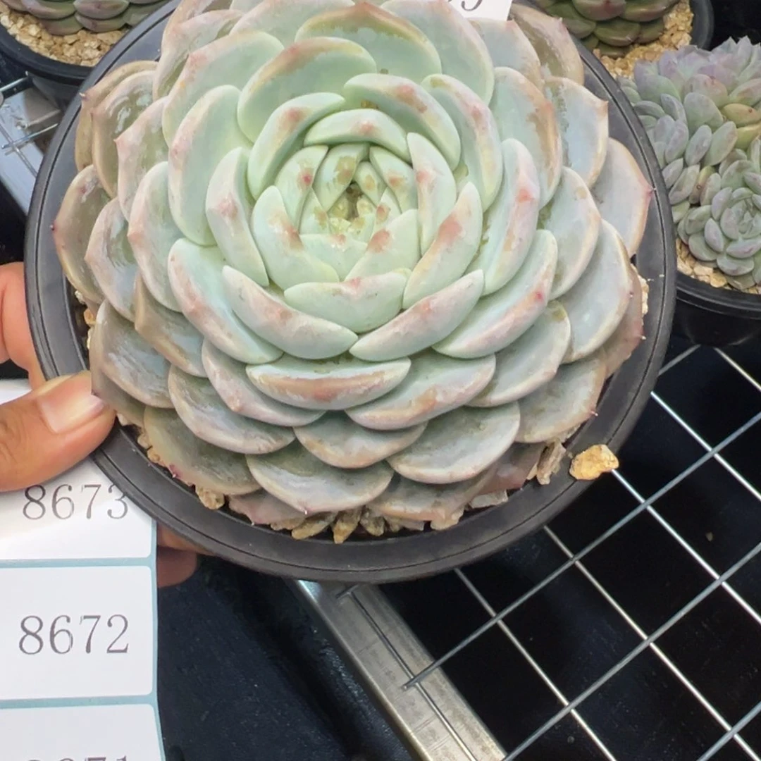 用****08669多肉多多多多多