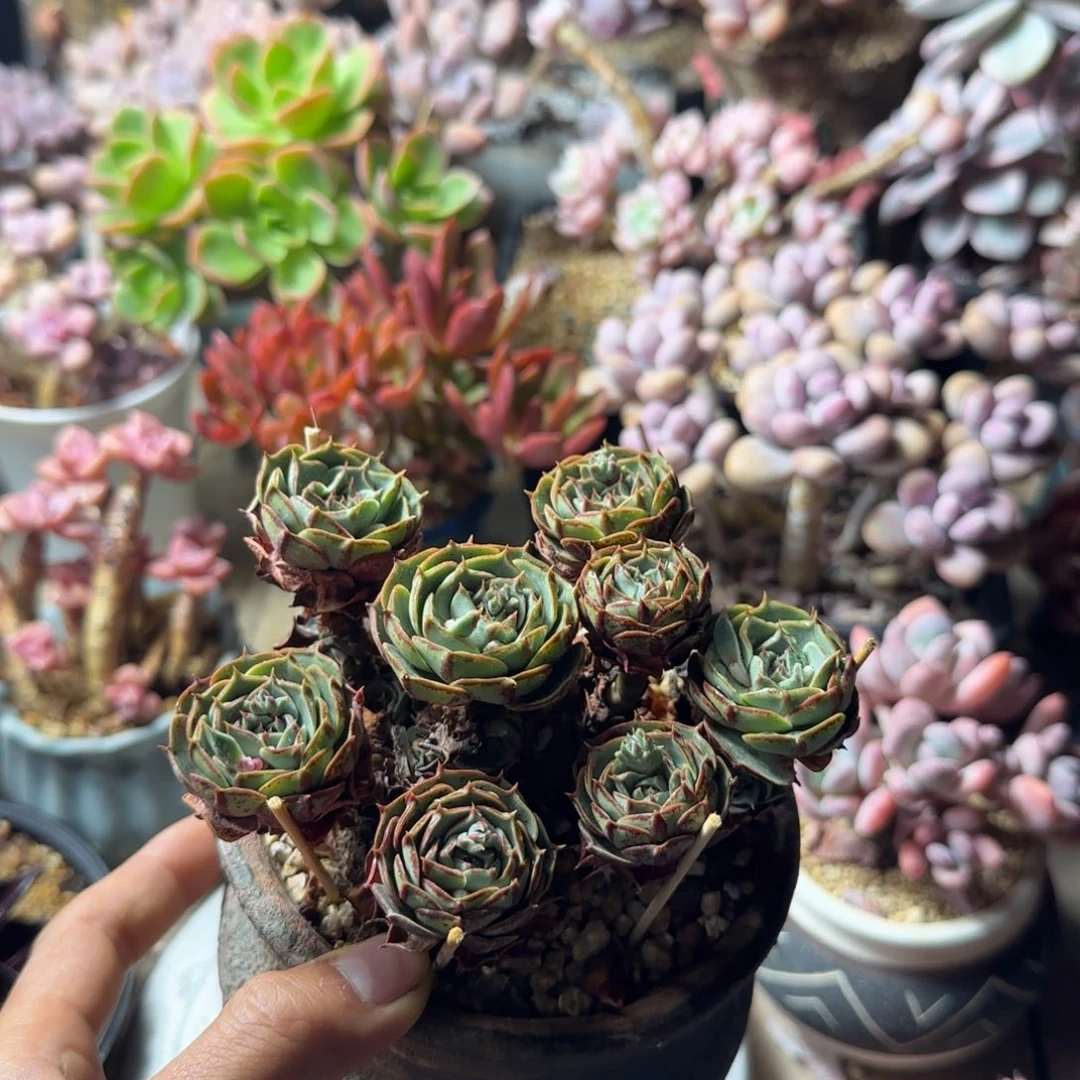 奥罗多肉植物duo chi bo