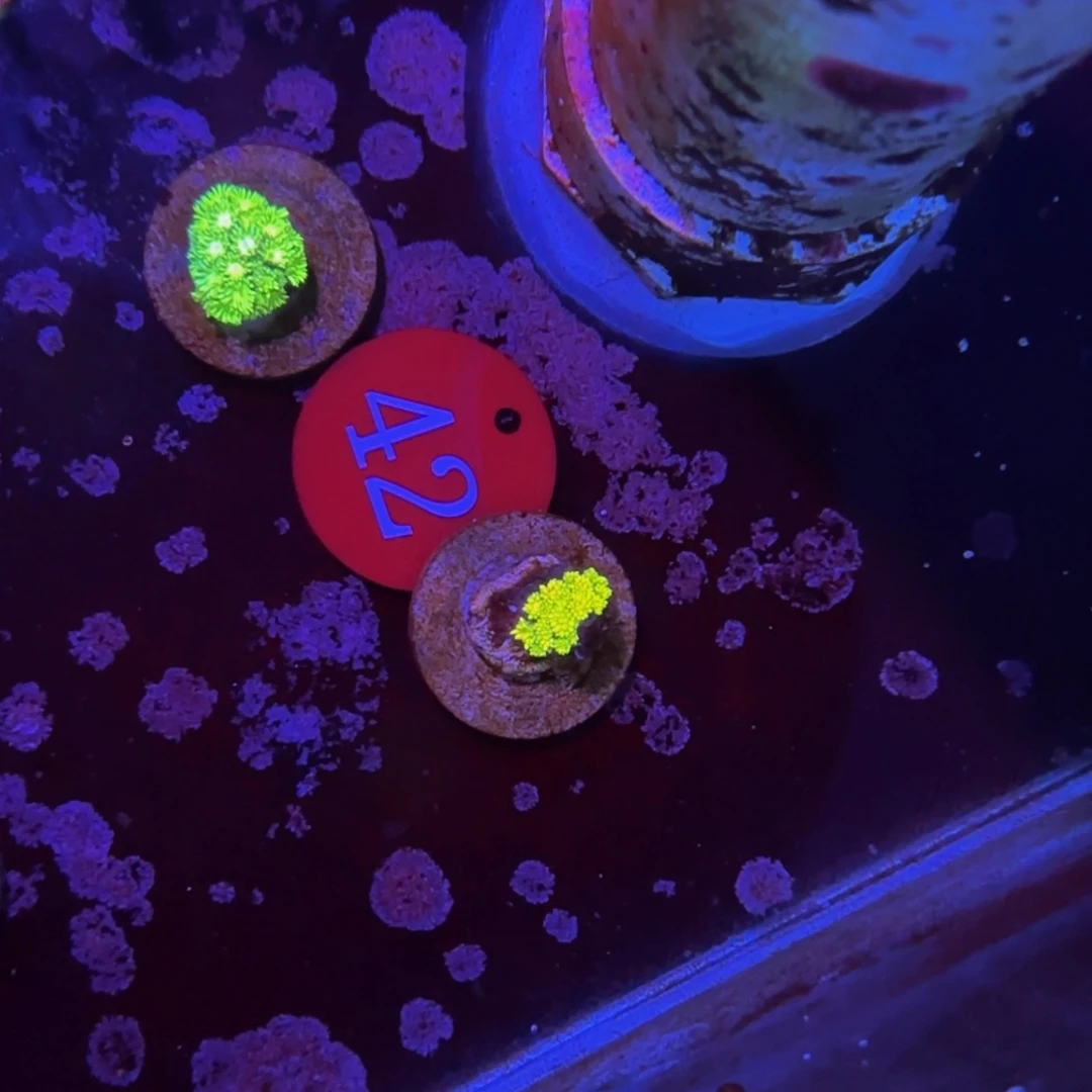 万鱼来朝海水观赏