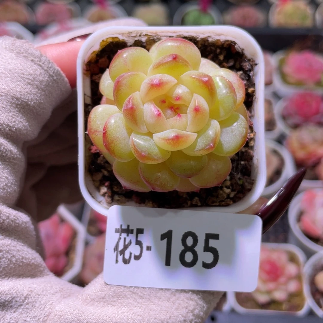 花利美5-185福利珍妮