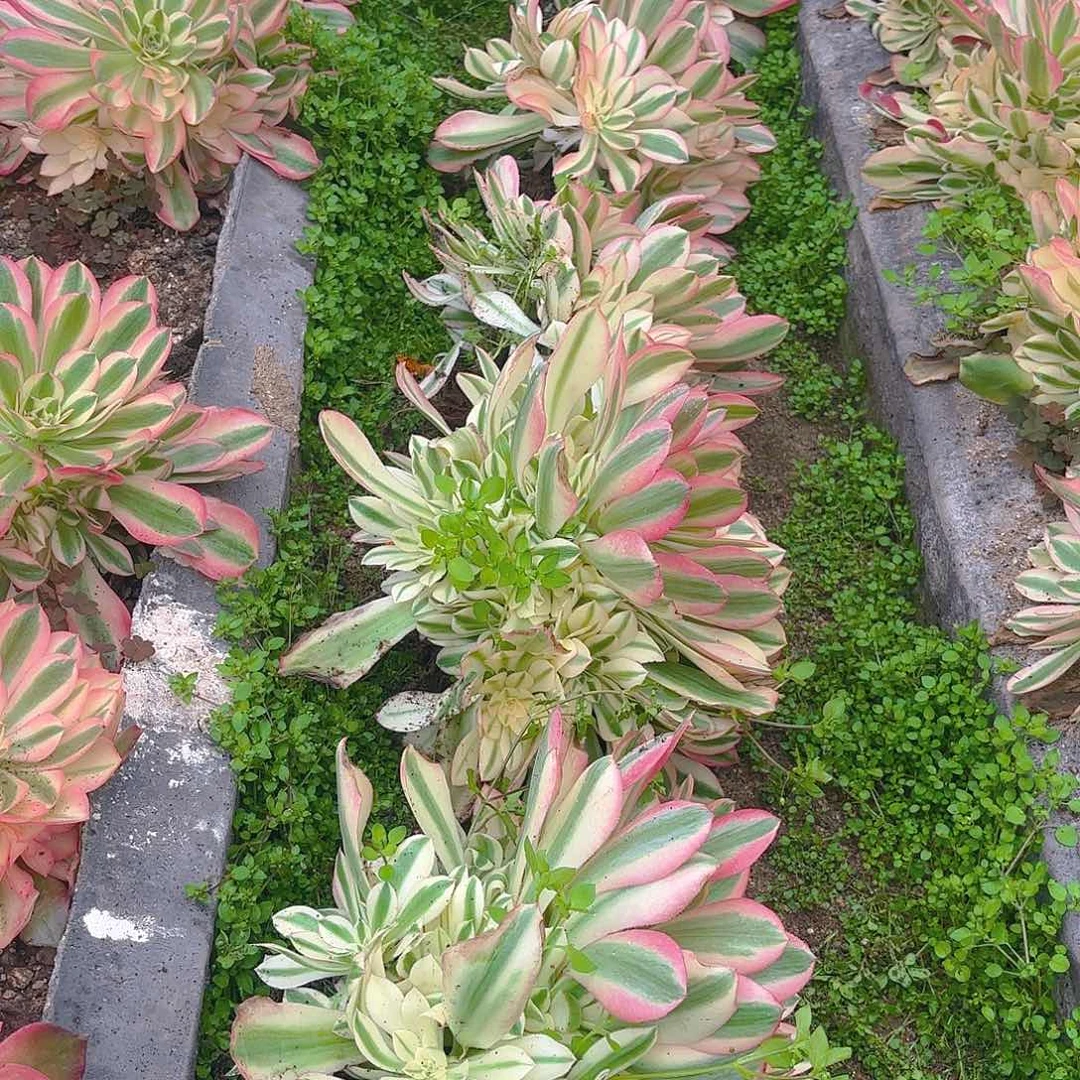 香妃多肉植物手捧十一颗