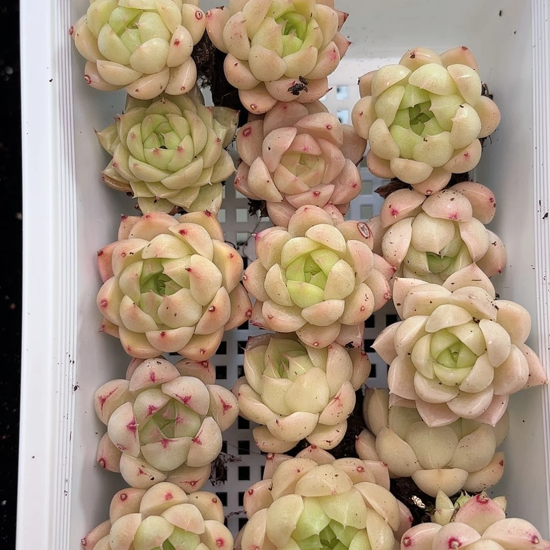 如图品质21颗 麦秆新疆西藏内蒙不发货