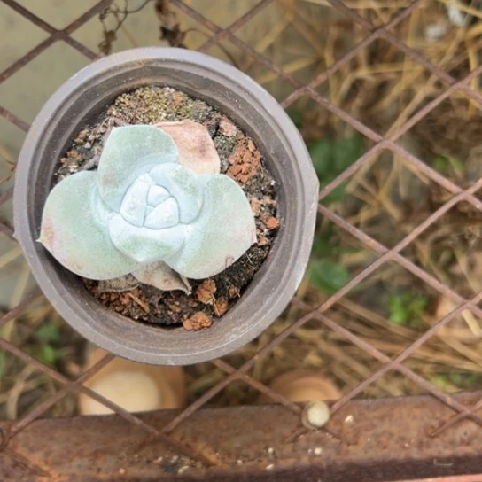 巴***•谢谢宝～一物一拍3028