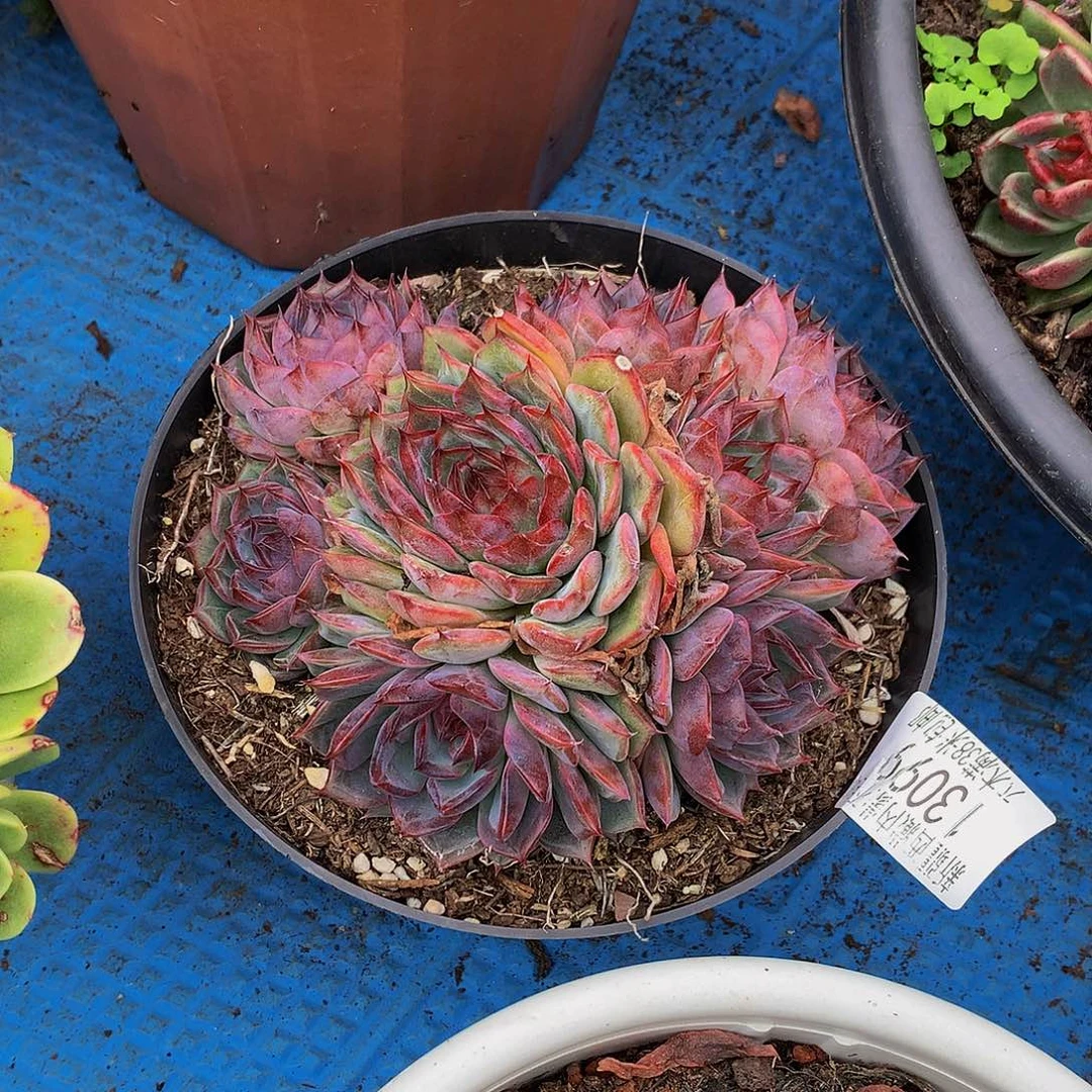 楠***     蓝色妖姬多肉13099