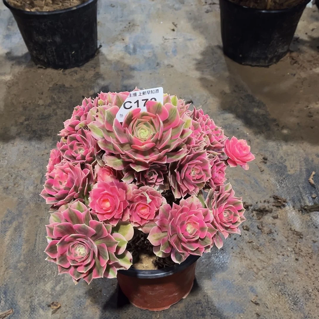 云*多肉170粉女巫法师