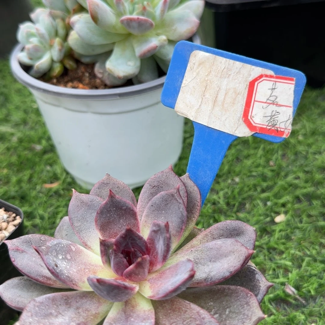 多肉植物黑曼巴弹头