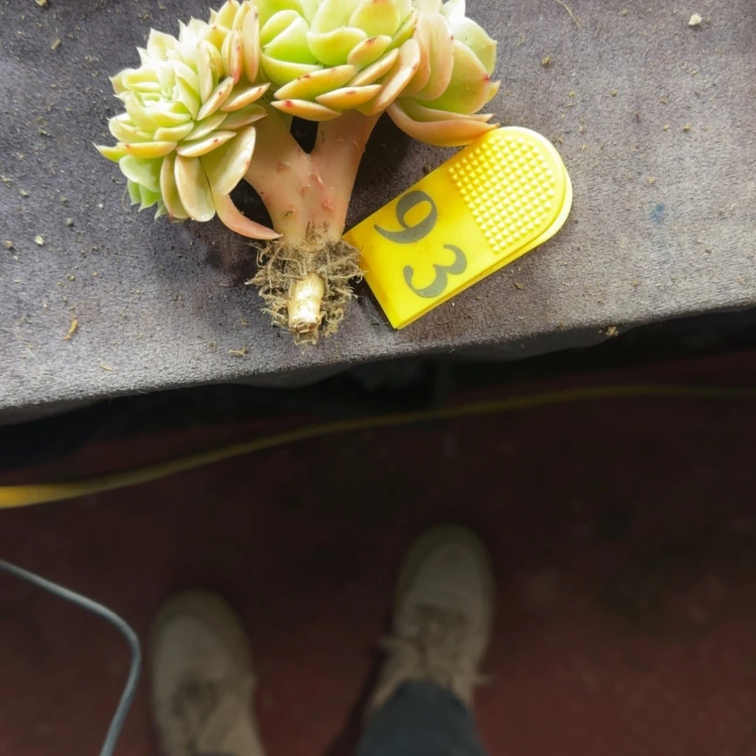 A***）星娜塔缀化一物一拍93