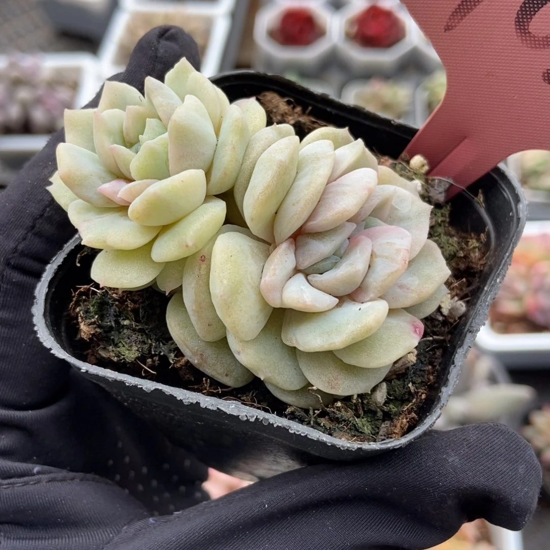 思*7021冰魄石化锦多肉^_^