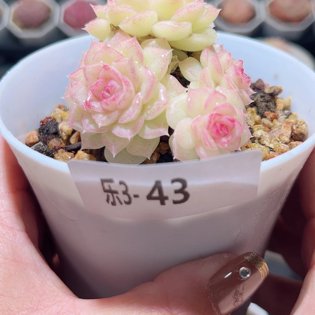 乐3-43 白天鹅群不包整