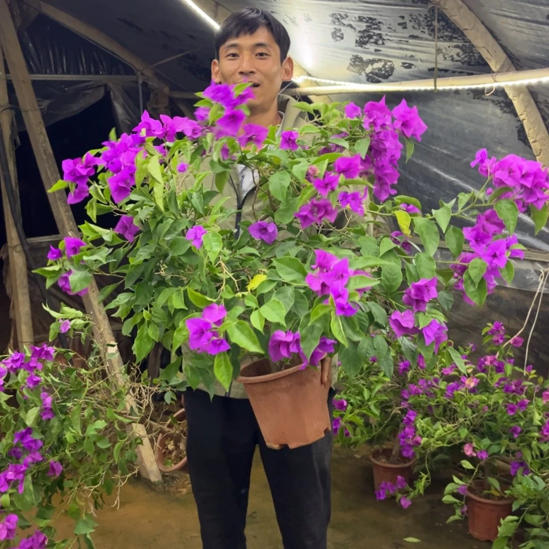 完全开放（云南紫）三角梅会落花落叶会光杆苗有大有小