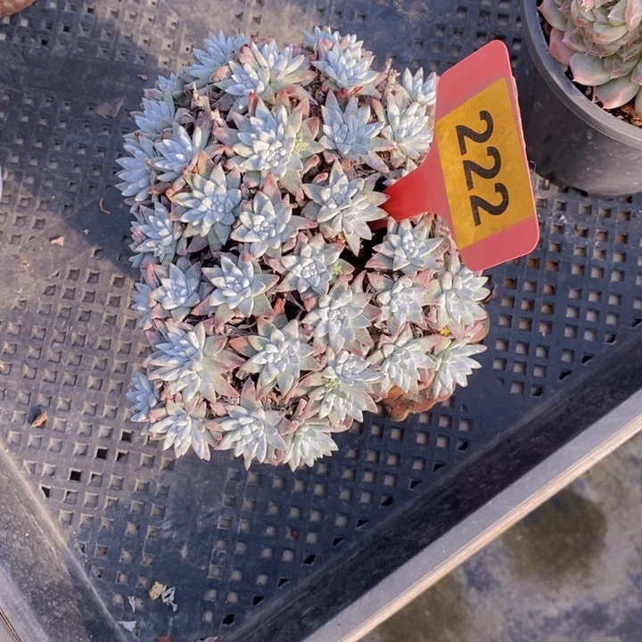 仰***空222白菊老桩群一颗