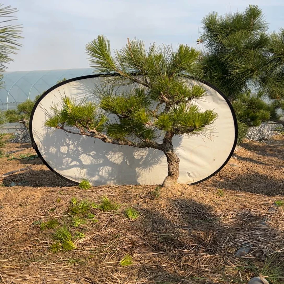 无花朵一物一拍黑松