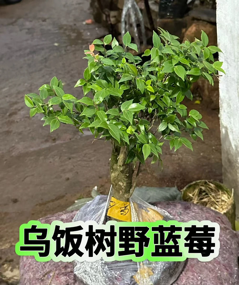 乌饭树野蓝莓嫁接砧木一物一拍在线挑选绿植盆栽果树