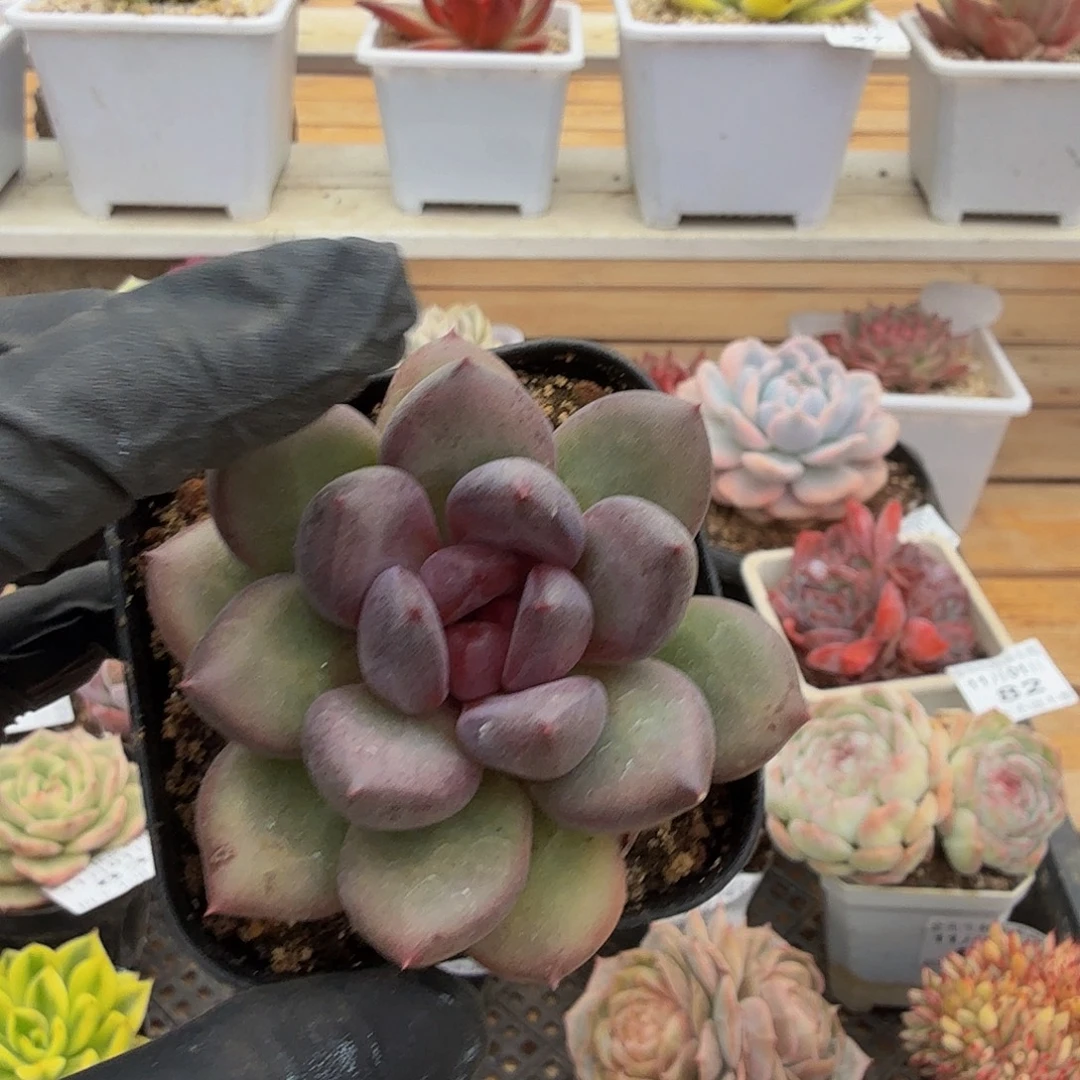 1101-89黑钻单头a