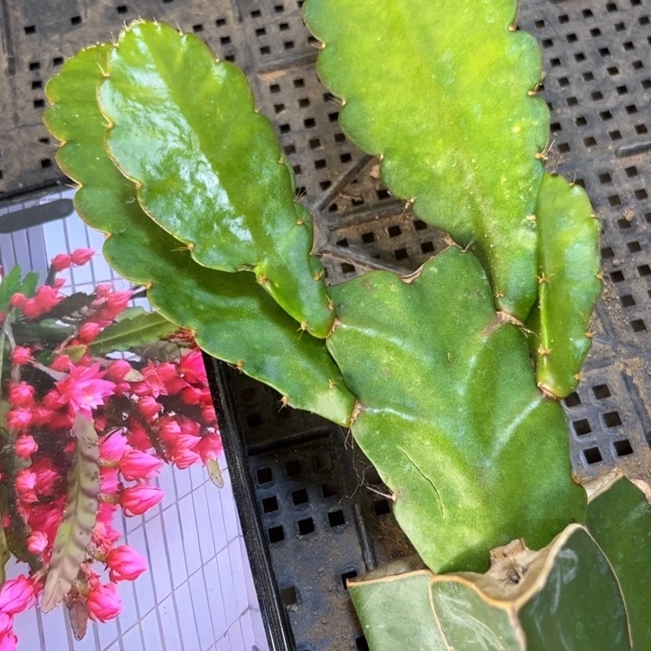 当前无花栽培后可以开花253