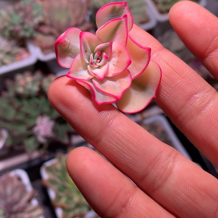 剑斯诺娃锦有全锦叶