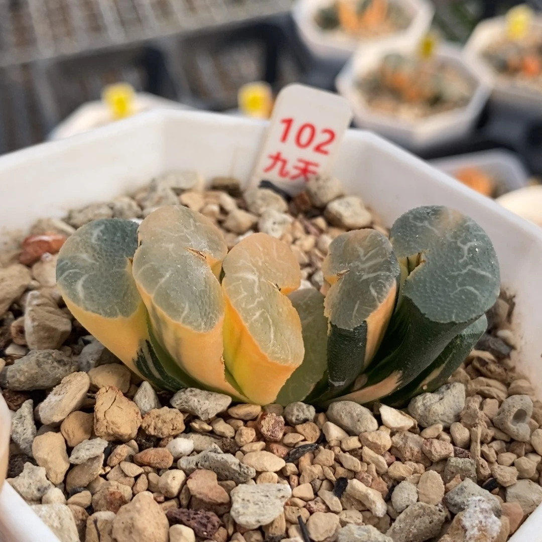 102大绳玉扇锦一物一拍