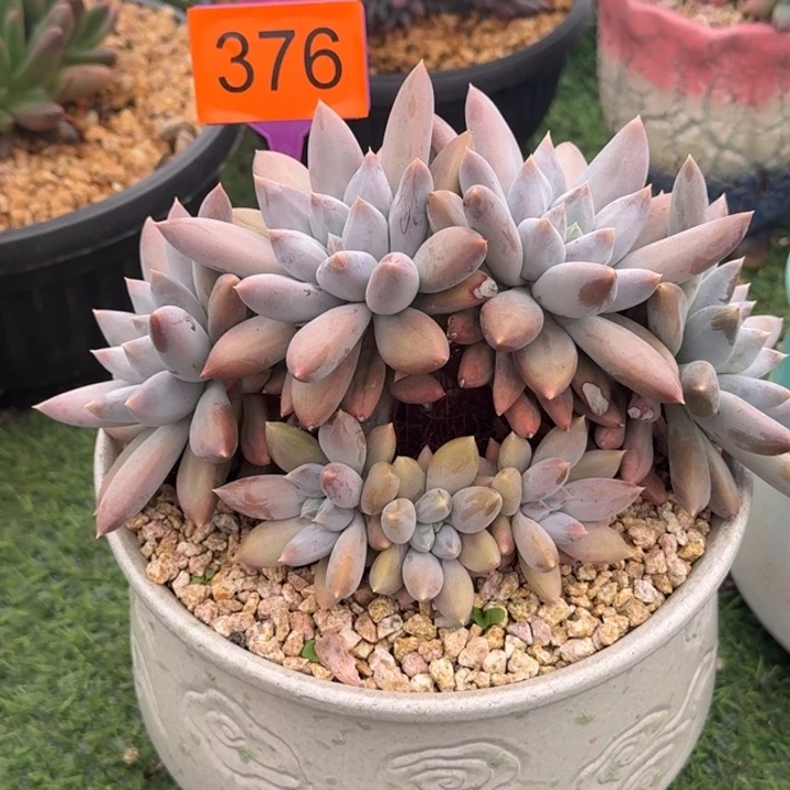 哥特胖体一物一拍376
