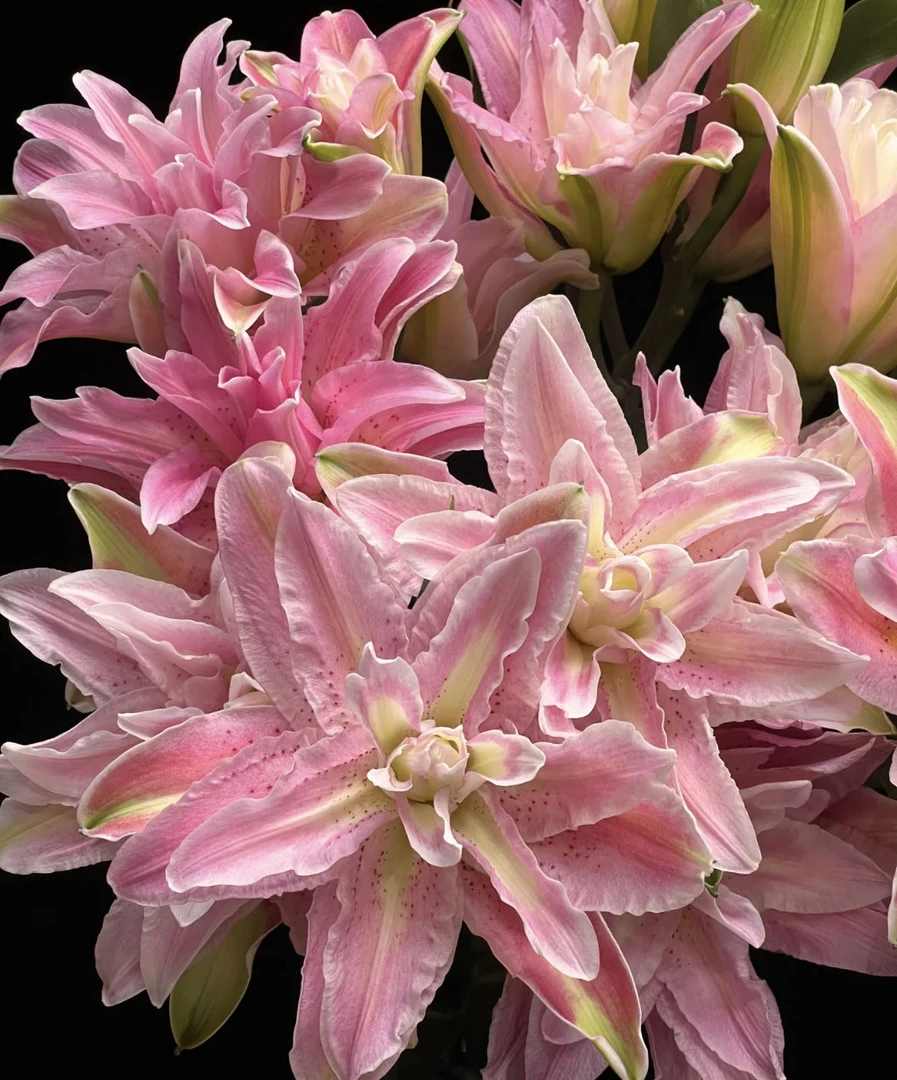 【小阿阮】A级#红蜜糖#重瓣百合 花期长家庭鲜插花装饰 顺丰直发