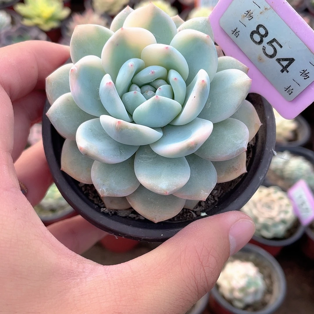 854号多肉植物盆栽